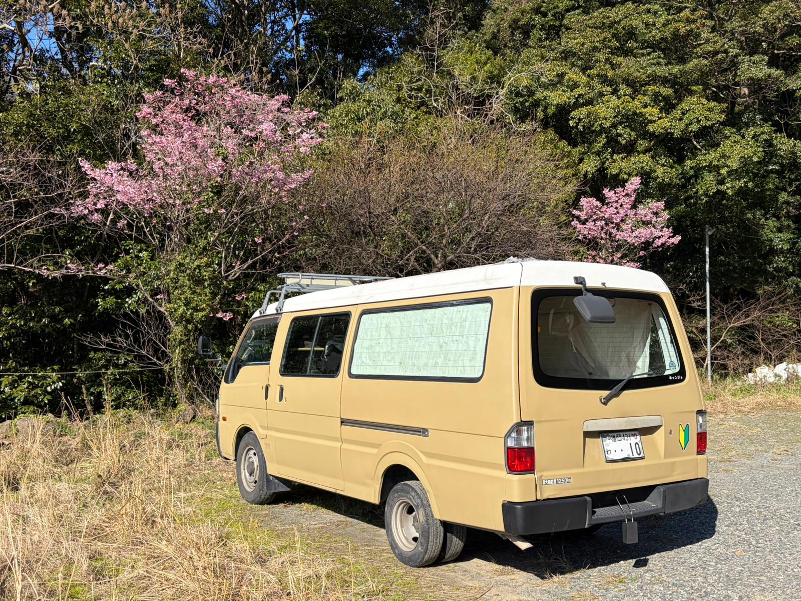 Bed Bongo Brawny Sakura Season